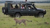 Tourists watch as a cheetah walks past in their safari vehicle during the rainy season in the Masai Mara National Reserve, Kenya on April 25, 2023.