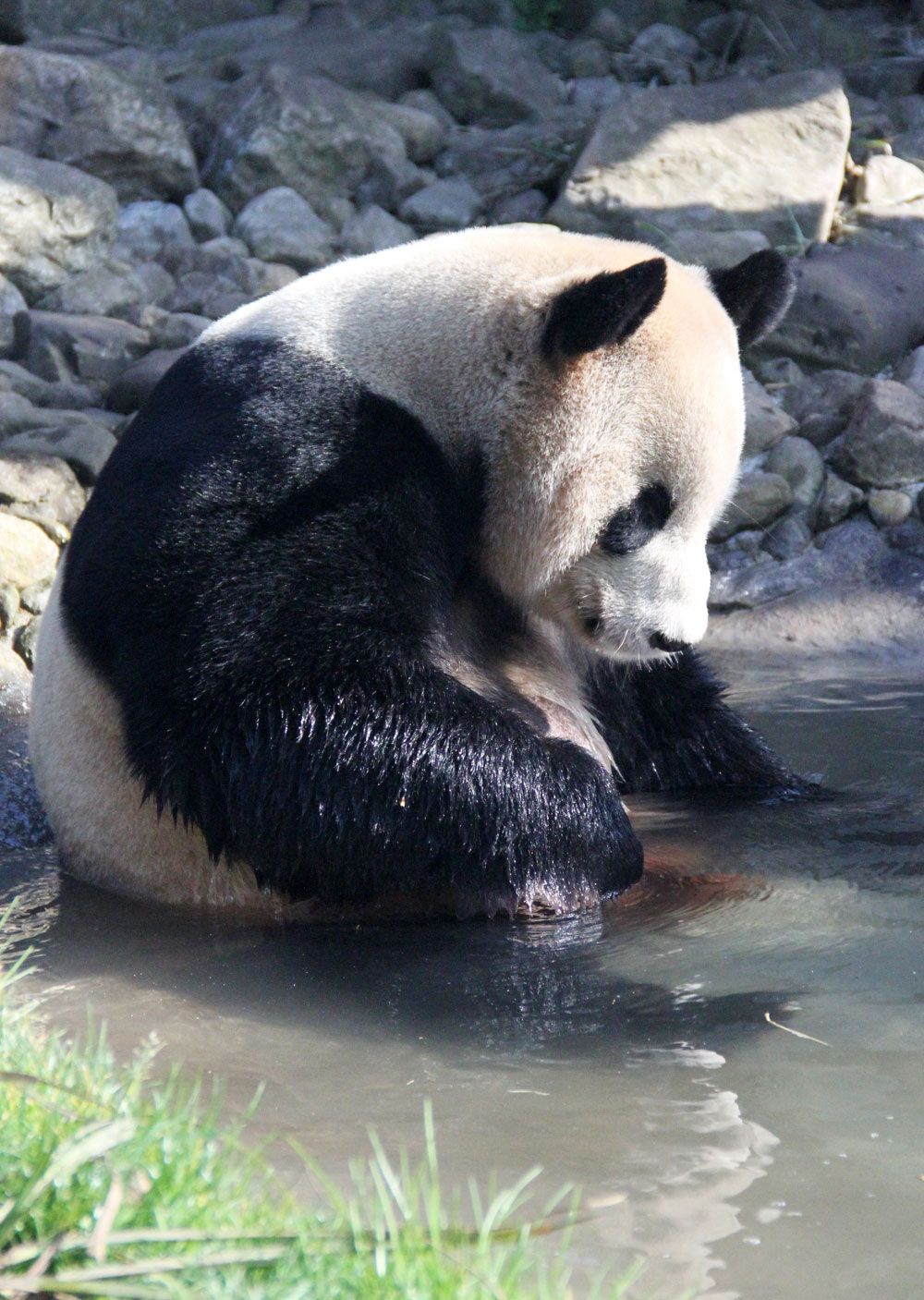 Yang Guang, the Edinburgh Zoo&#039;s new male panda, takes a dip in his pool.