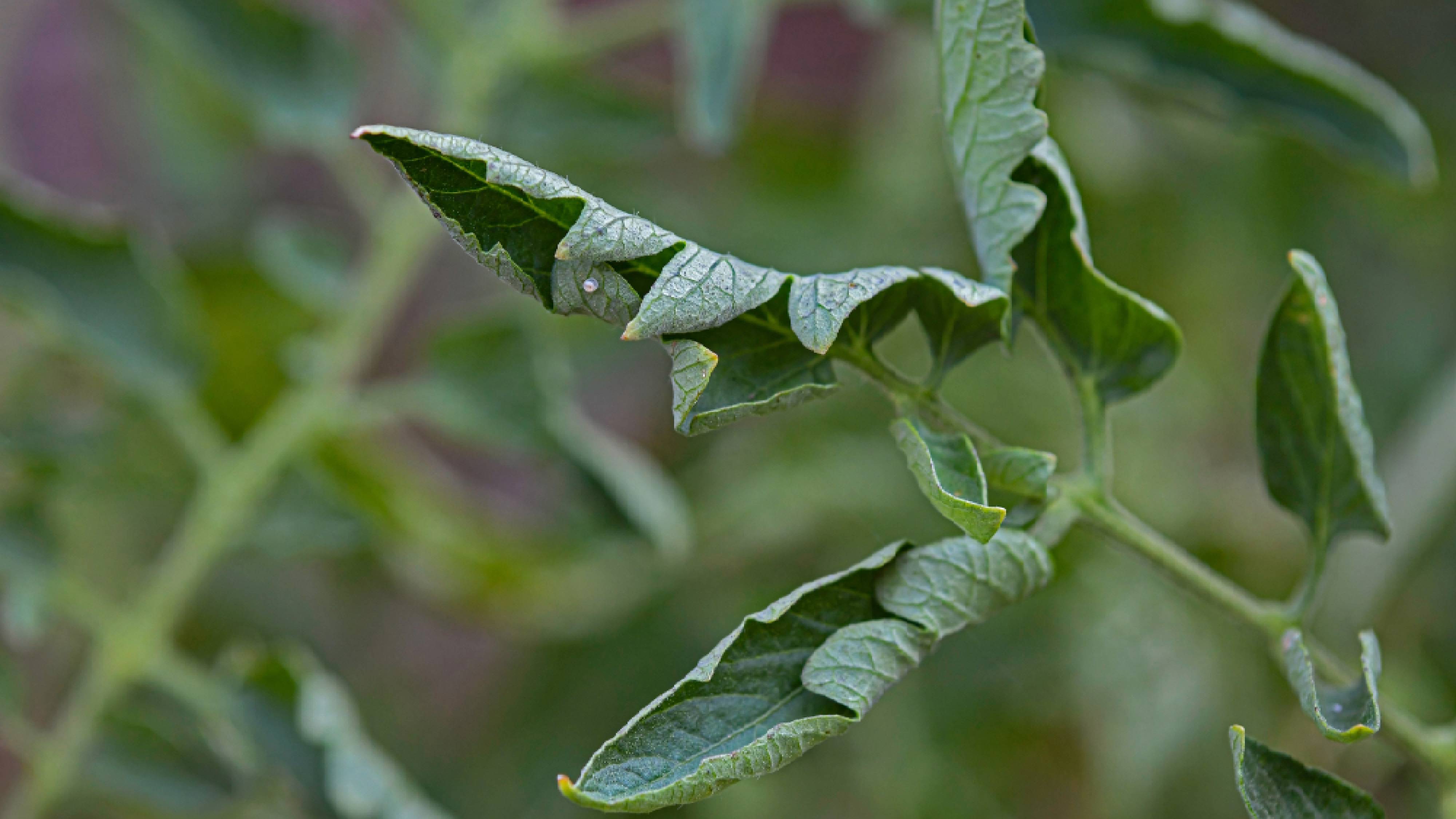 This is what's really causing your tomato leaves to curl — and how to actually fix it
