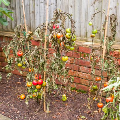 diseased tomato plants against a brick wall