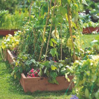 A vegetable garden border