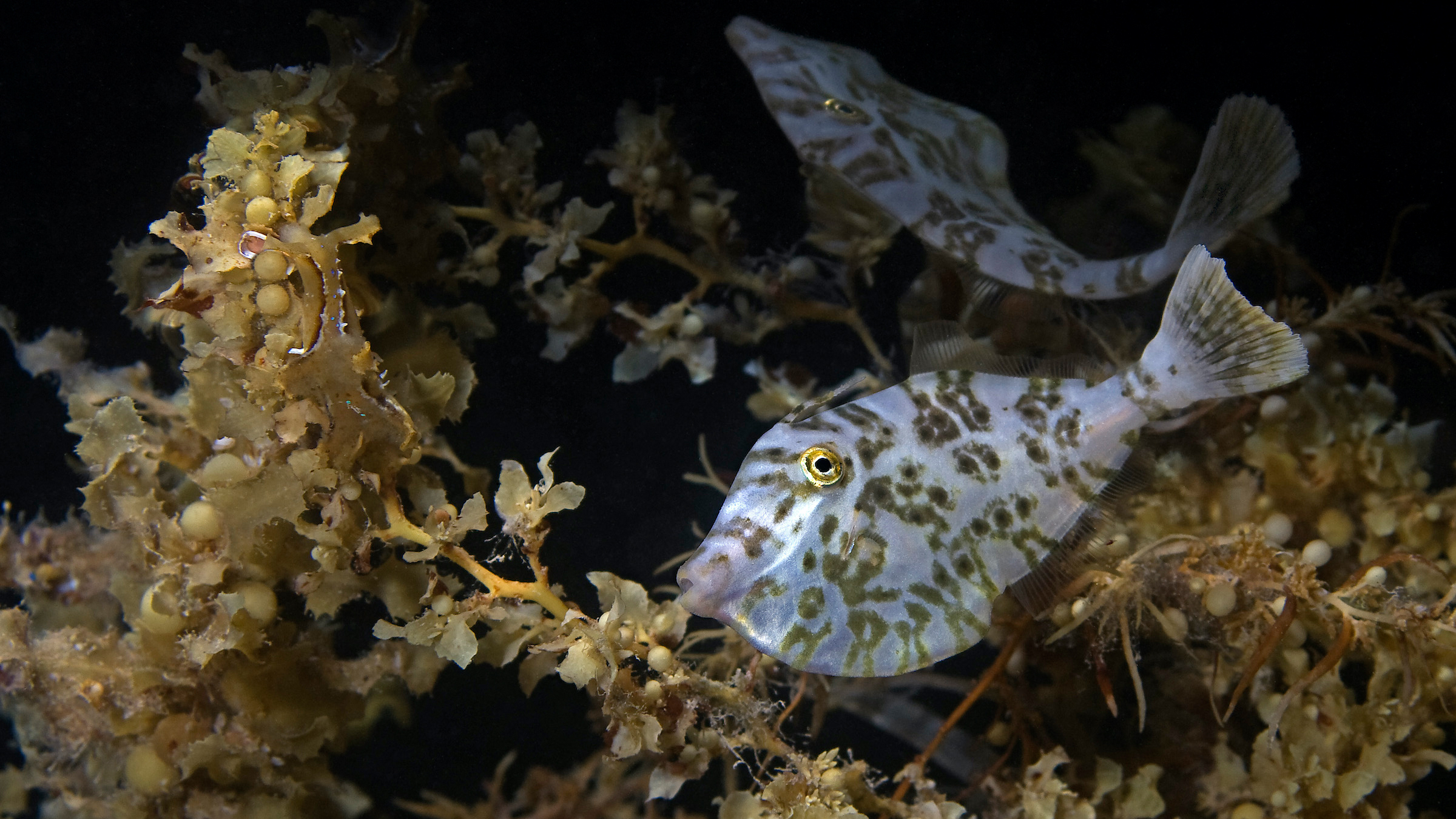 Orange filefish (Aluterus schoepfii) come in many colors and patterns. Here, an a juvenile orange filefish swims next to the algae sargassum.