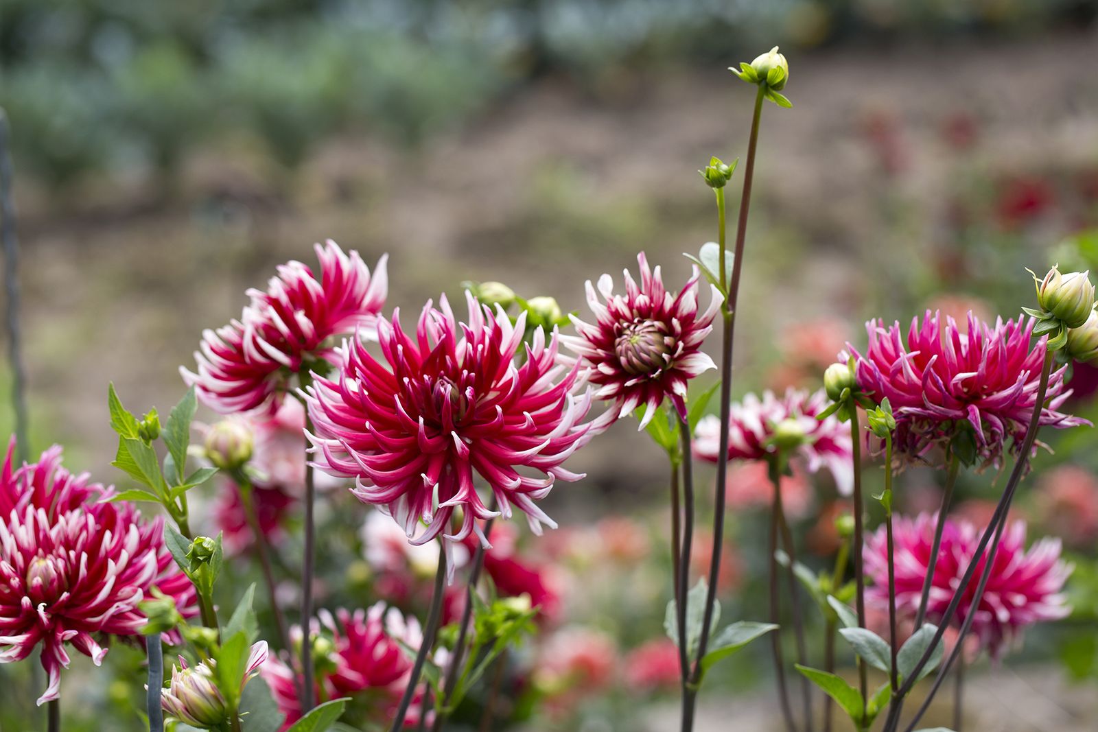 How to overwinter dahlias Homes & Gardens