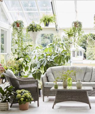 house plants in a garden room