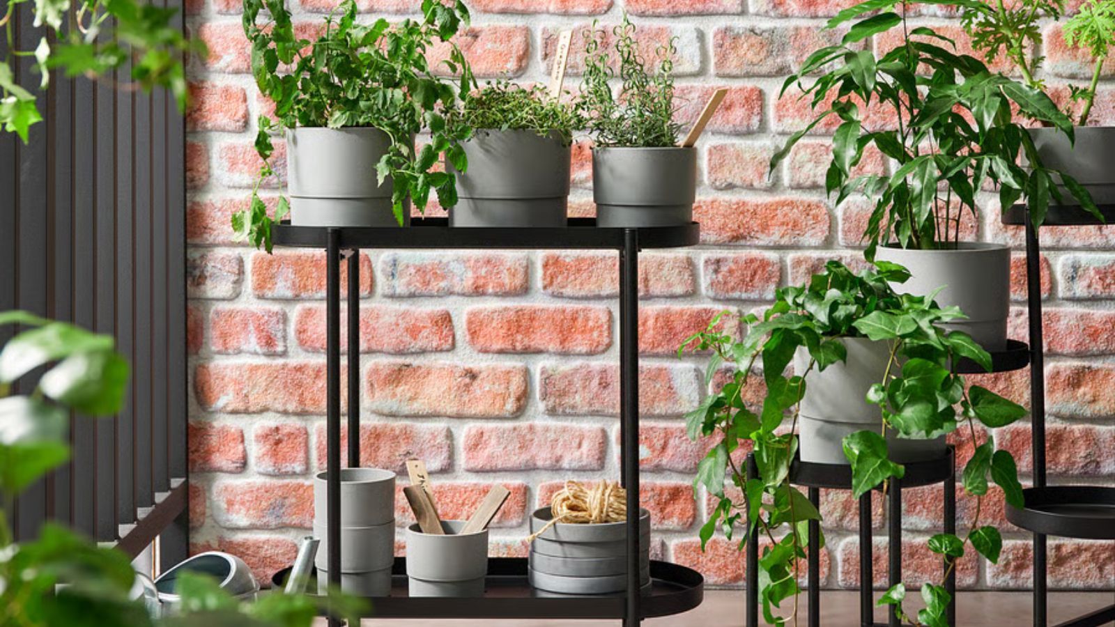 plant de Promo Plant Package | Houseplant Kit