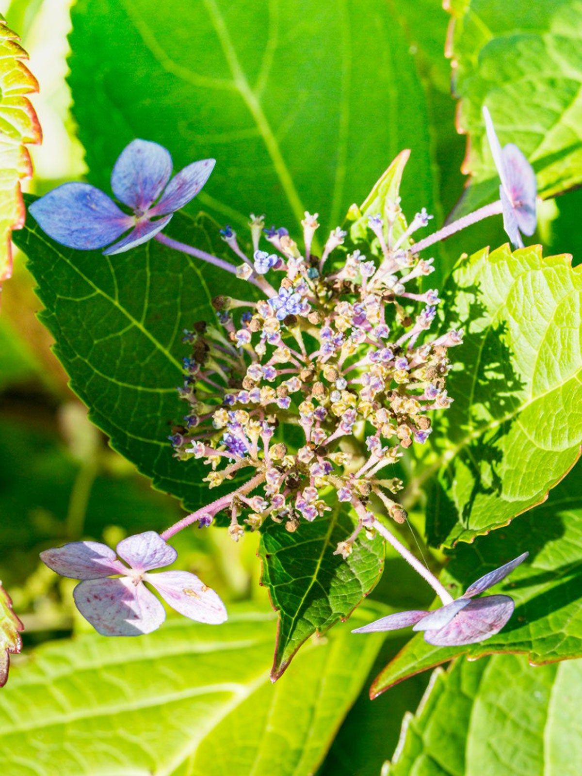 Botrytis Blight Disease On Hydrangea Plant