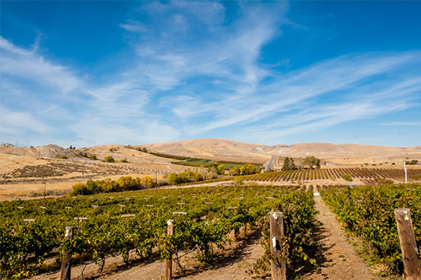 The-Washington-State-vineyards-of-Pomum-Cellars.-Credit-Pomum-Cellars.jpg