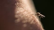 Mosquito biting skin.