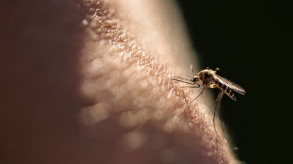 Mosquito biting skin.