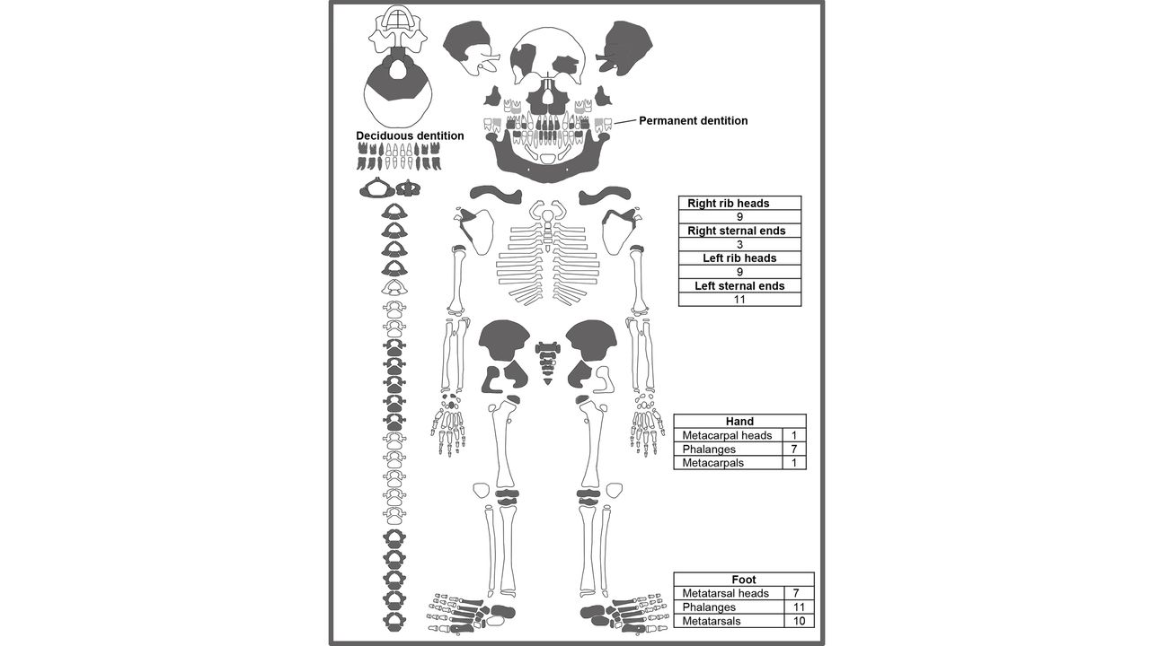This diagram shows the discovered bones in gray. Notice how the long leg and arm bones are missing.