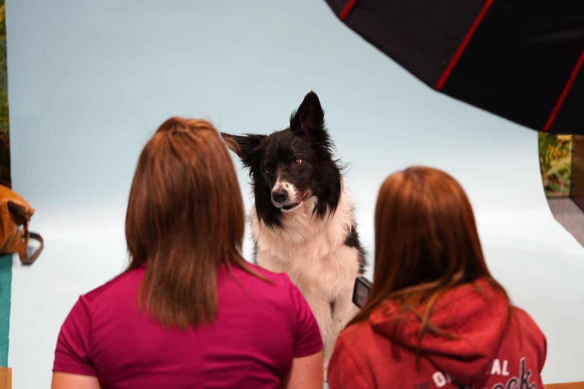 The dogs that stole our hearts at The Photography and Video Show 2022
