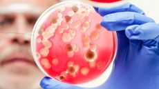 Researcher examining cultures in a petri dish, low angle view.