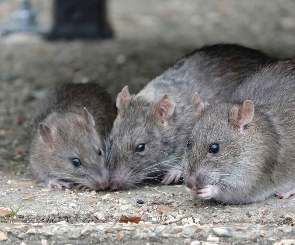 How to keep rats away from your yard: 5 methods | Homes & Gardens