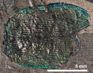 Unidentified metallic beetle fossil found in Idaho.