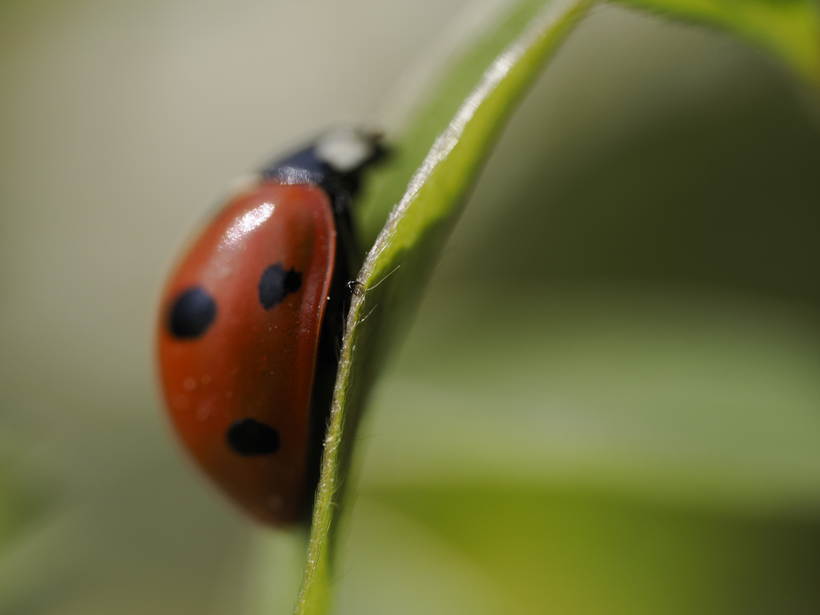 Macro photo of a ladybird on a leaf from the side