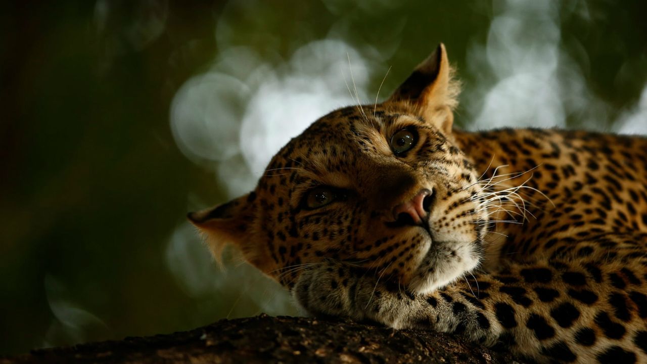 Wildlife Photographer of the Year winners