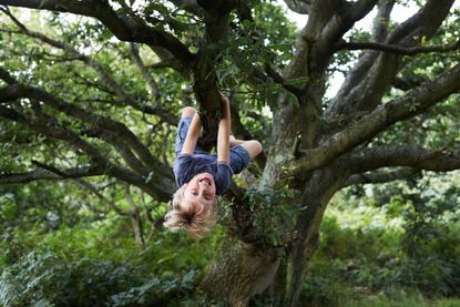 Child hanging upside down in a tree