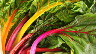 Swiss rainbow chard displaying the brightly colored stalks