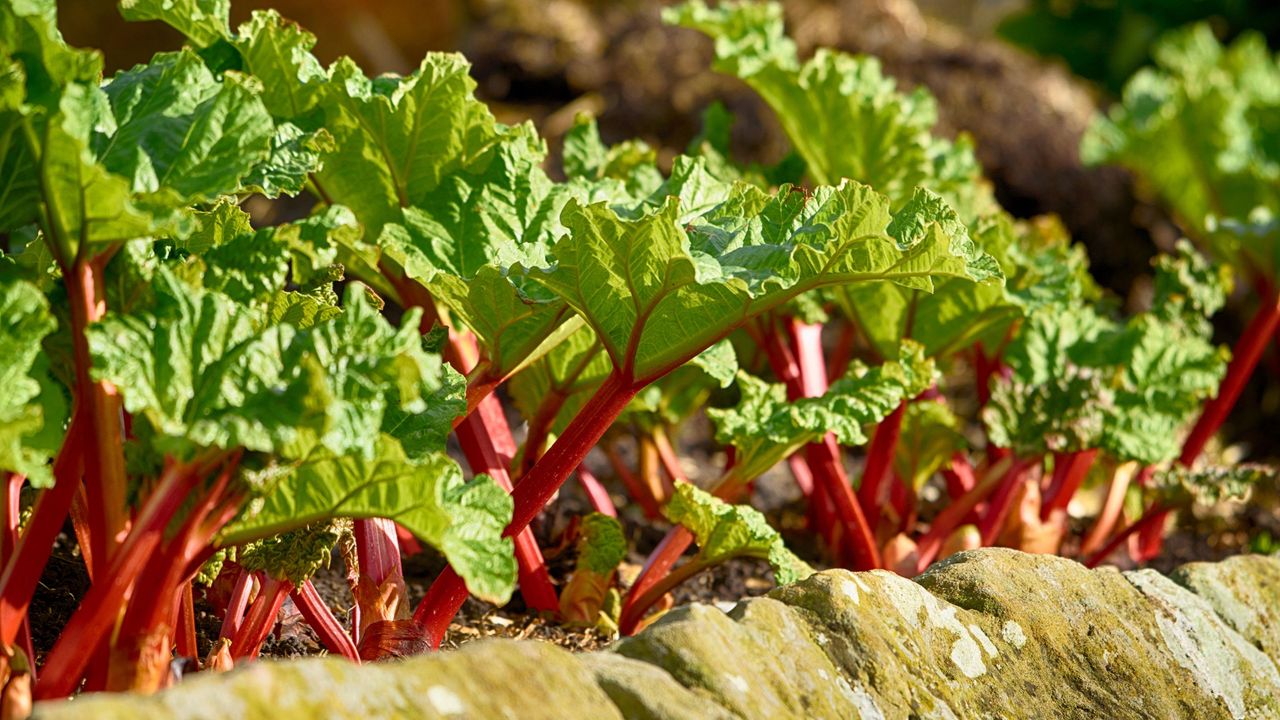 Rhubarb growing in a garden