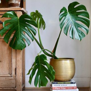 monstera house plant in a metallic pot resting on a pile of books