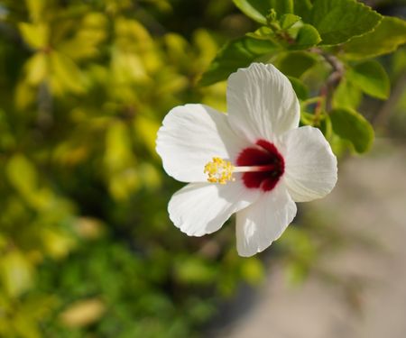 White hibiscus rosa sinensis flower, with dark red center