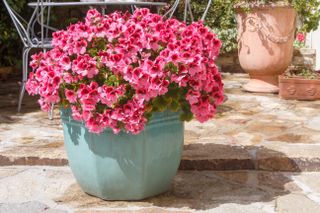 A turquoise planter with pink geraniums