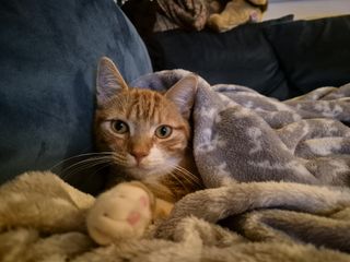 Cat covered in a blanket
