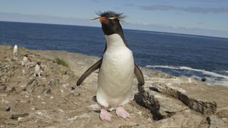 Rockhopper penguin adult returning from the sea, at a nesting colony on Bleaker Island in the Falklands.