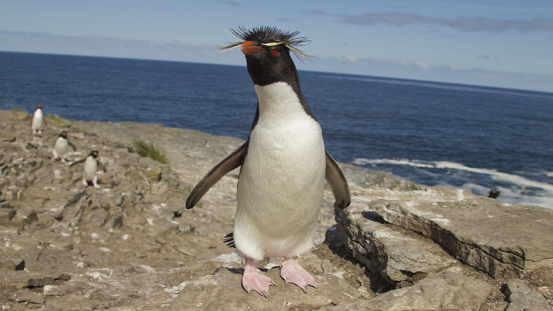 Elilien — Registro de pingüino de Humboldt, el primer...