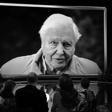 David Attenborough Wild Isles