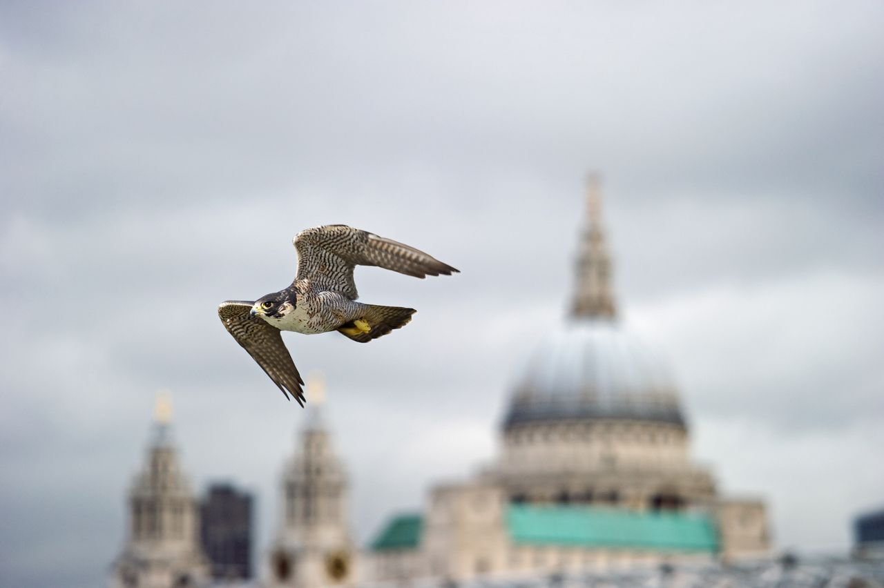 A peregrine falcon flies across the London skyline