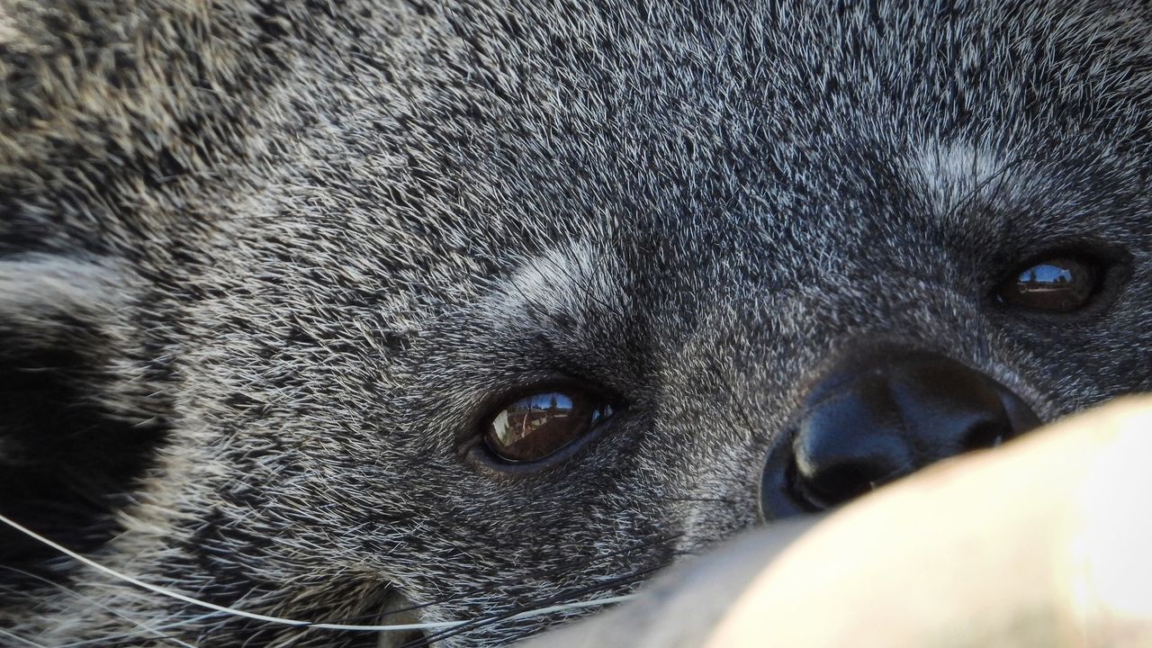 close up of a grey animal