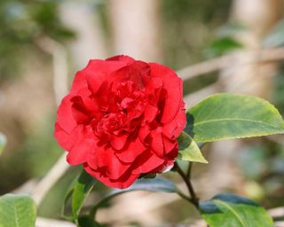 'Ruby Wedding' camellia