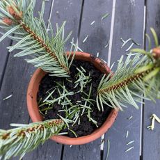 Christmas tree cuttings in terracotta pot