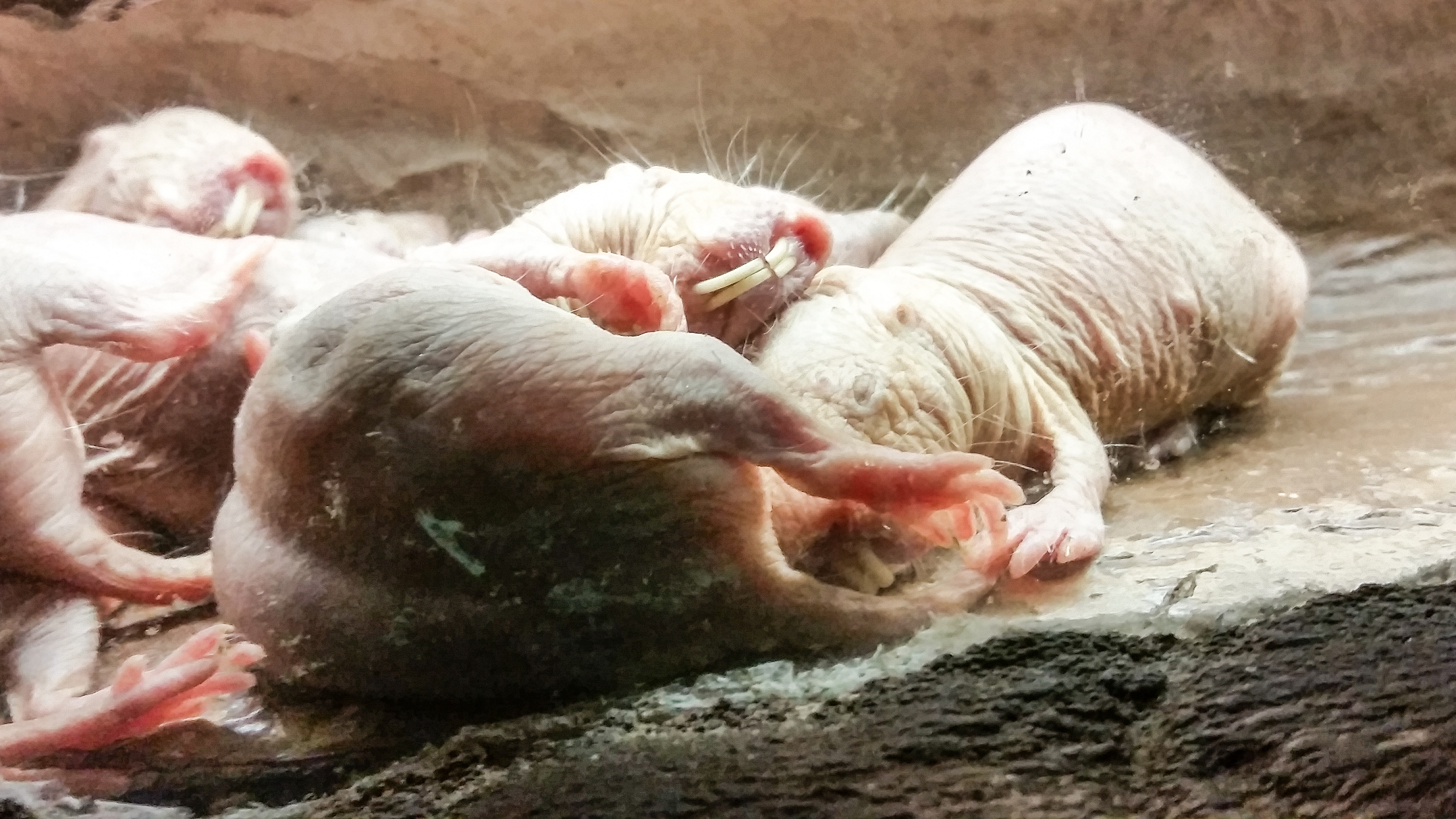 Naked mole rats huddle together. These bling creatures spend most of their life underground.