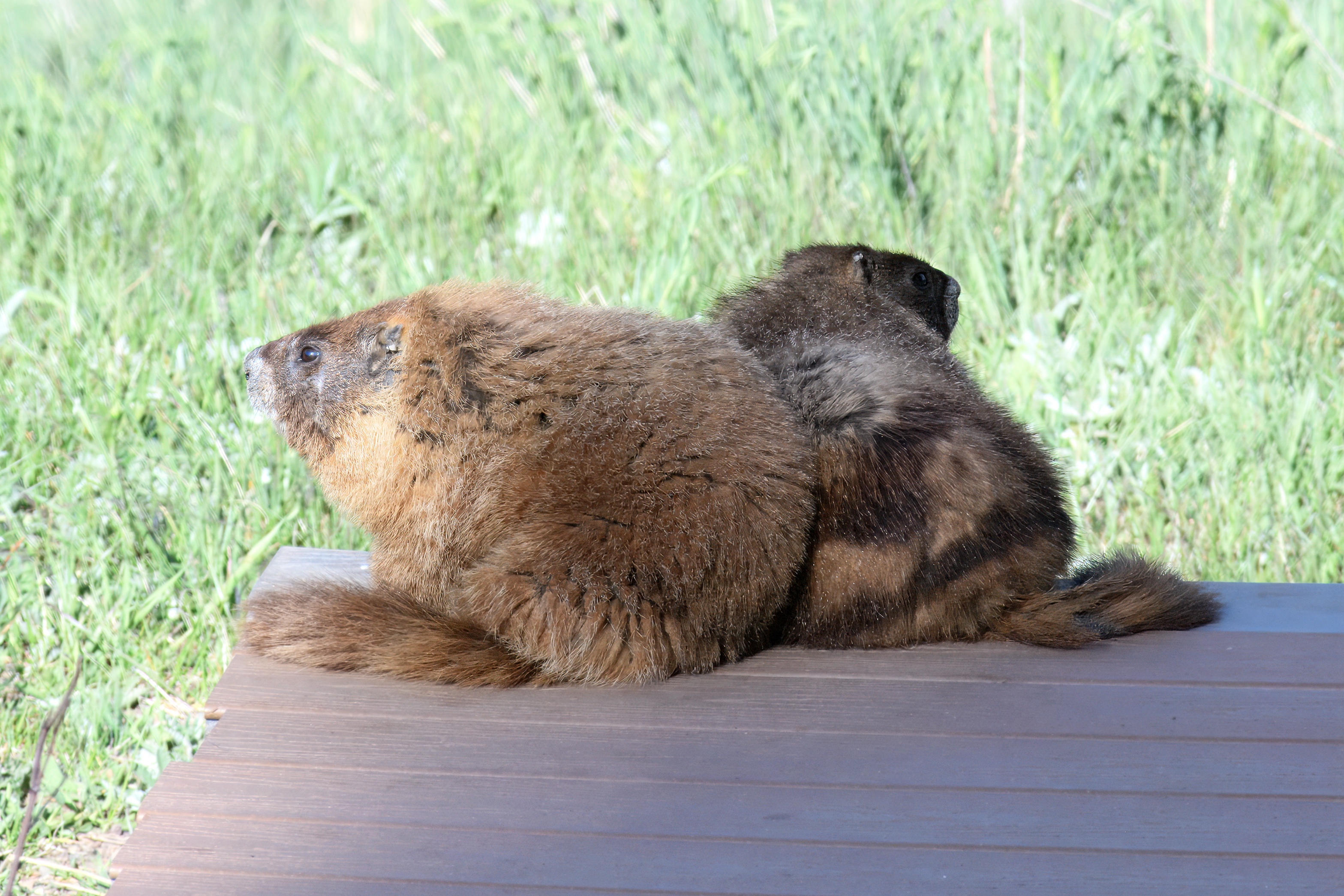 Two marmots on a rock