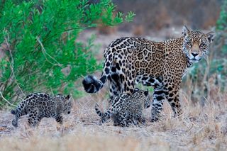 A bolivian jaguar and cubs. Managing an expanded network of marine and terrestrial protected areas could cost $45 billion — an amount equal to just 2.5 percent of global military expenditures.