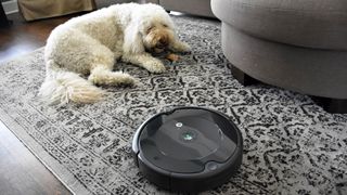 iRobot Roomba 694 with a dog on a rug
