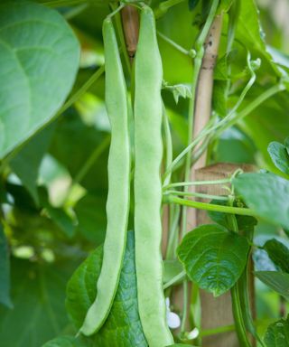 how to grow French beans: French bean variety Hunter ready for harvest