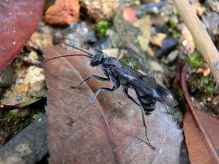 A freshly hatched adult female bone-house wasp (D. ossarium) in its natural habitat on the forest floor in South East China.