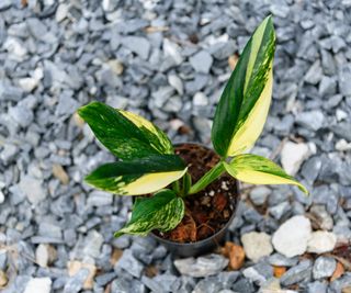 overhead view of a potted, variegated Monstera standleyana