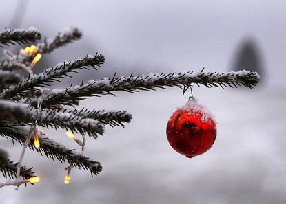 An ornament on a tree outside.
