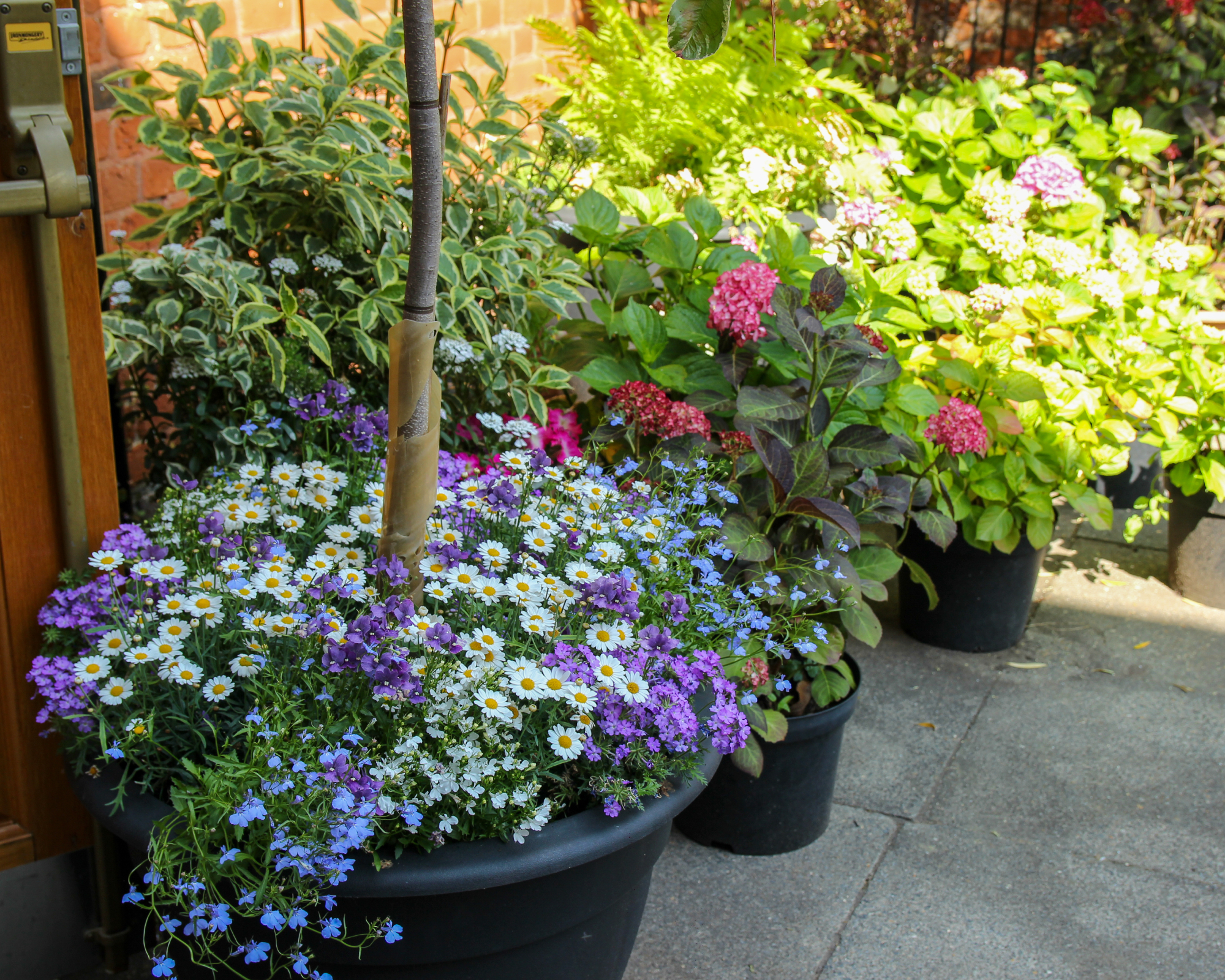 Brightly colored flower pots filled with various blooming plants are arranged neatly along a pathway in a lovely garden in London, capturing the essence of a sunny day.