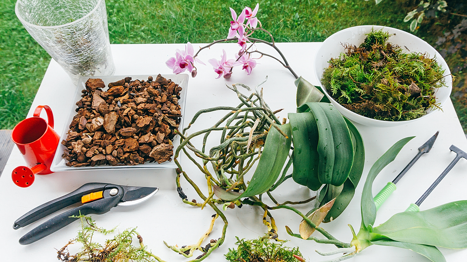 Repotting a Phalaenopsis orchid with DIY potting mix recipe