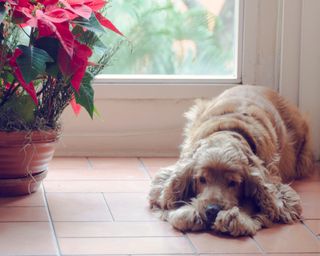 A dog sleeping next to a poinsettia