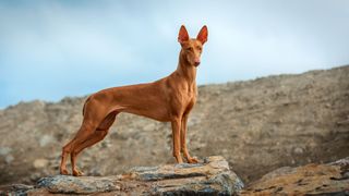 a pharaoh hound posing on a stone