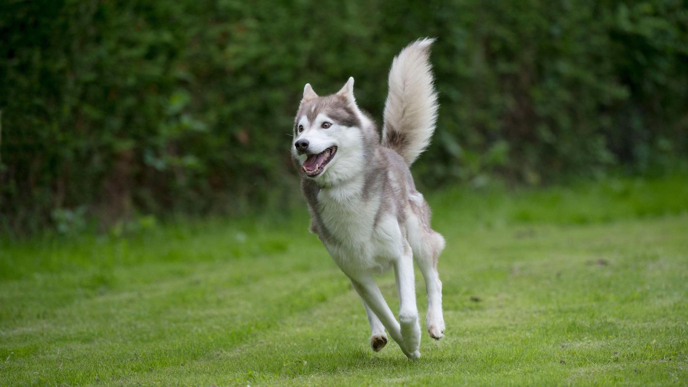 Siberian husky running on grass