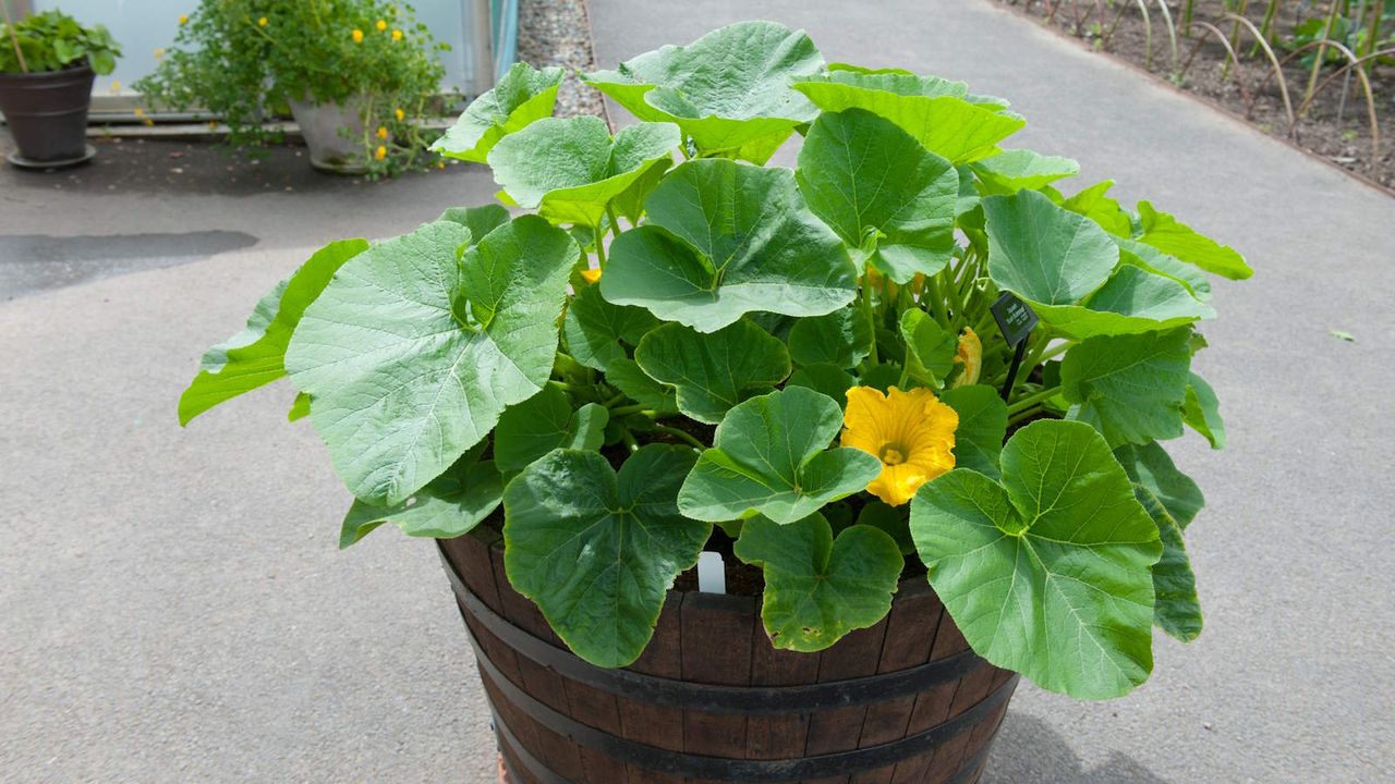 Winter Squash &#039;Bush Buttercup&#039; growing in a wooden container