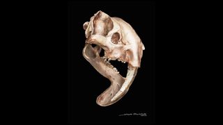 An artist's drawing of an animal's skull.
