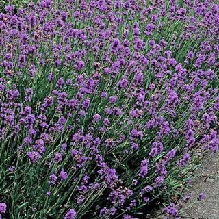 Munstead lavender seeds from Park Seed